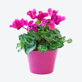 Demo Product Title